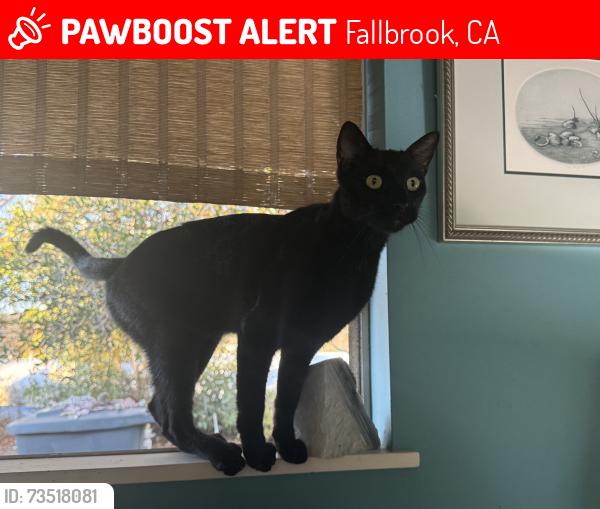 Lost Male Cat last seen Mackey, Fallbrook, CA 92088