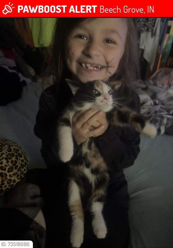 Lost Female Cat last seen 9th Ave & North Bend., Beech Grove, IN 46107