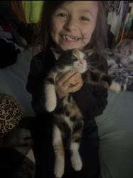 Lost Female Cat last seen 9th Ave & North Bend., Beech Grove, IN 46107