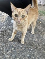 Found/Stray Male Cat last seen Clovis ave & tulare ave, Fresno, CA 93727