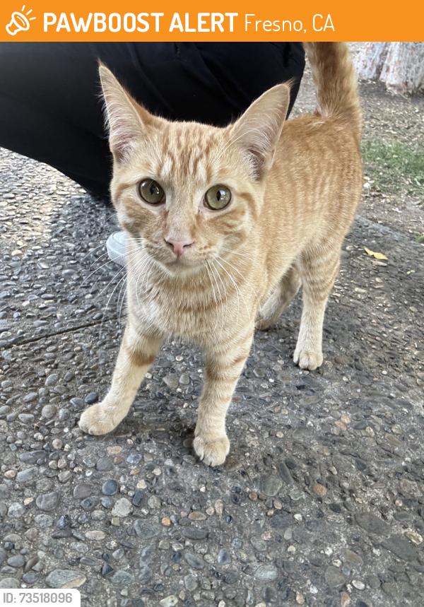Found/Stray Male Cat last seen Clovis ave & tulare ave, Fresno, CA 93727