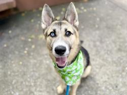 Shelter Stray Female Dog last seen Atlantic Av, BROOKLYN, NY, 11207, 326 E 110th St, New York, NY 10029, USA