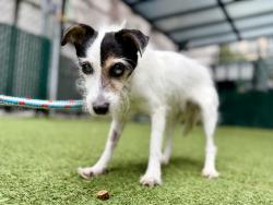Shelter Stray Female Dog last seen Near Boston Rd Road, BRONX, NY, 10456, 326 E 110th St, New York, NY 10029, USA