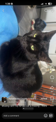 Lost Female Cat last seen 9th street and stadium drive, Kalamazoo, MI 49009