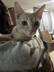 Found/Stray Male Cat last seen San Pablo Dr, Houston, TX 77083, Houston, TX 77083