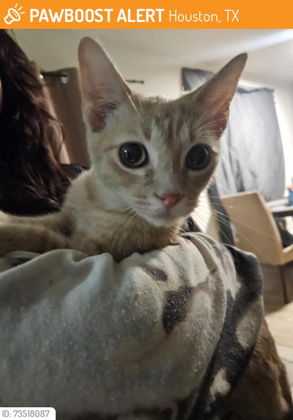 Found/Stray Male Cat last seen San Pablo Dr, Houston, TX 77083, Houston, TX 77083