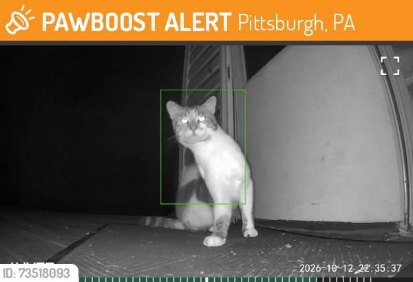 Found/Stray Unknown Cat last seen Perry highway, evergreen road, Pittsburgh, PA 15214