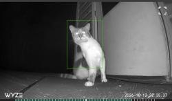 Found/Stray Unknown Cat last seen Perry highway, evergreen road, Pittsburgh, PA 15214