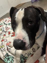 Found/Stray Male Dog last seen Warren miller park, Anderson, IN 46016