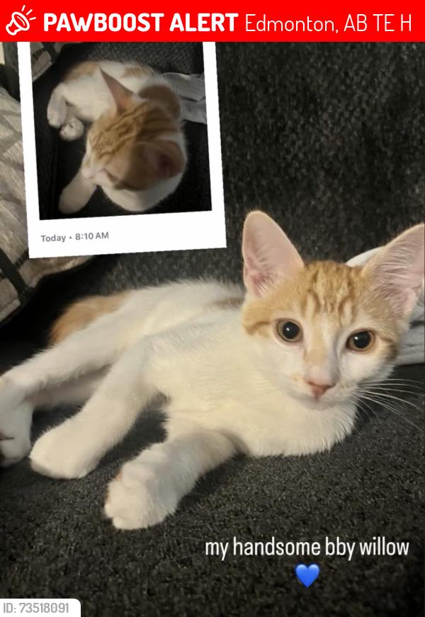 Lost Male Cat last seen Near st, Edmonton, AB T5E 2H8