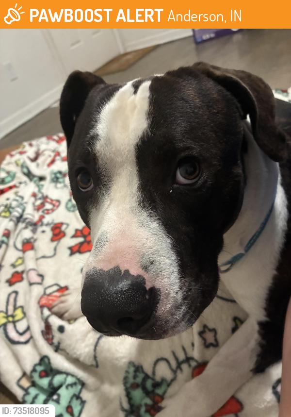 Found/Stray Male Dog last seen Warren miller park, Anderson, IN 46016