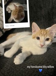 Lost Male Cat last seen Near st, Edmonton, AB T5E 2H8