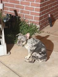 Found/Stray Female Dog last seen Bloomington market, Bloomington, CA 92316