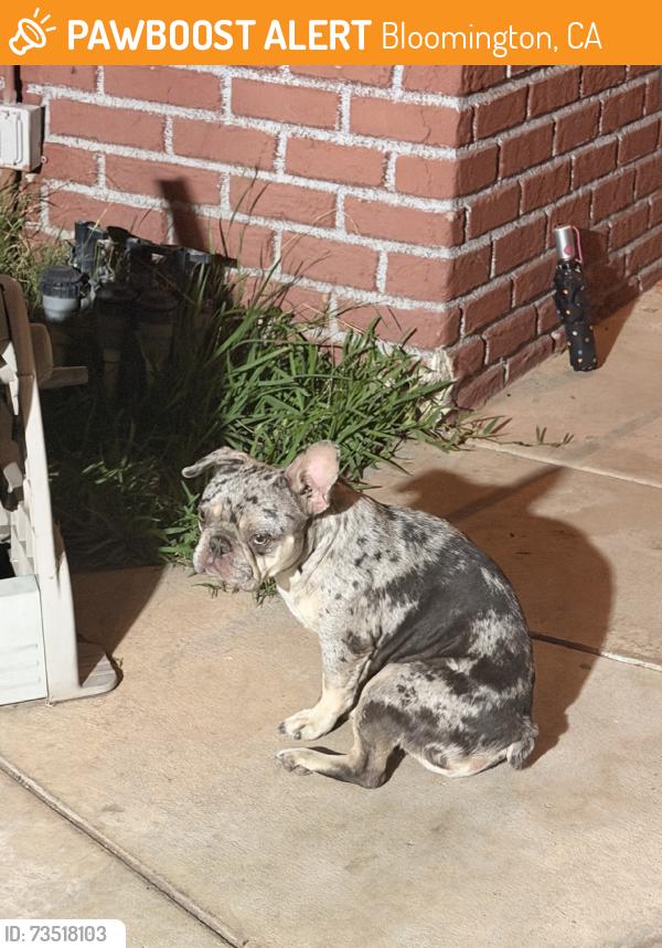 Found/Stray Female Dog last seen Bloomington market, Bloomington, CA 92316