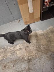 Found/Stray Male Cat last seen 17th Ave & Hylebos Ave, Milton, WA 98354