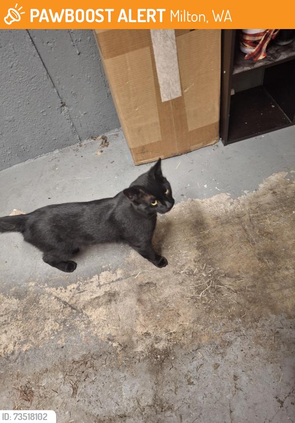 Found/Stray Male Cat last seen 17th Ave & Hylebos Ave, Milton, WA 98354