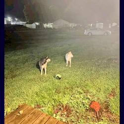 Reunited Male Dog last seen Caseys, Jay, OK 74346
