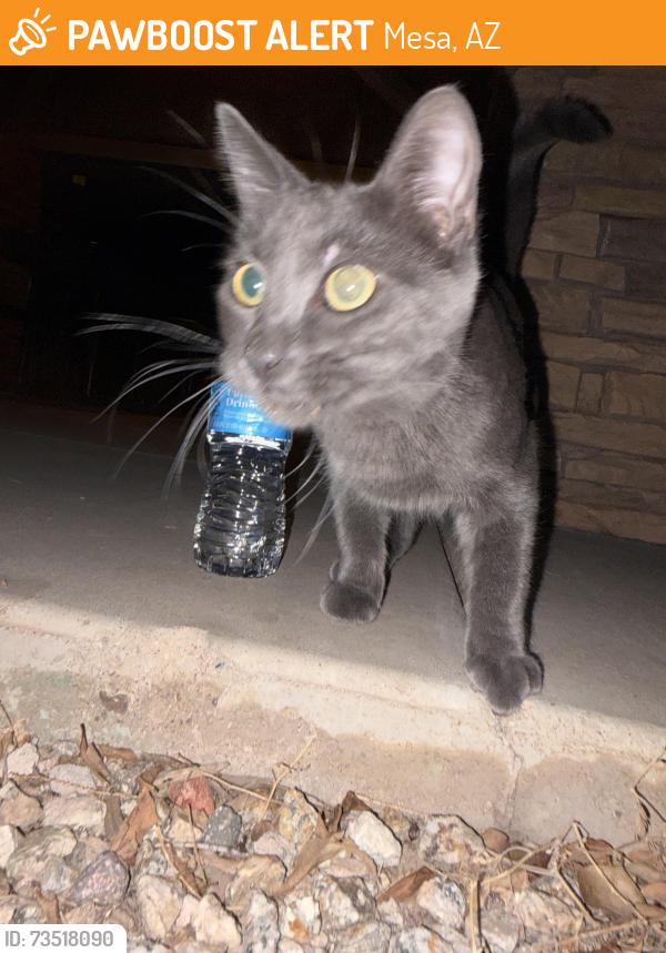 Found/Stray Male Cat last seen country club & the 60, Mesa, AZ 85210