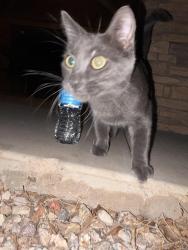 Found/Stray Male Cat last seen country club & the 60, Mesa, AZ 85210