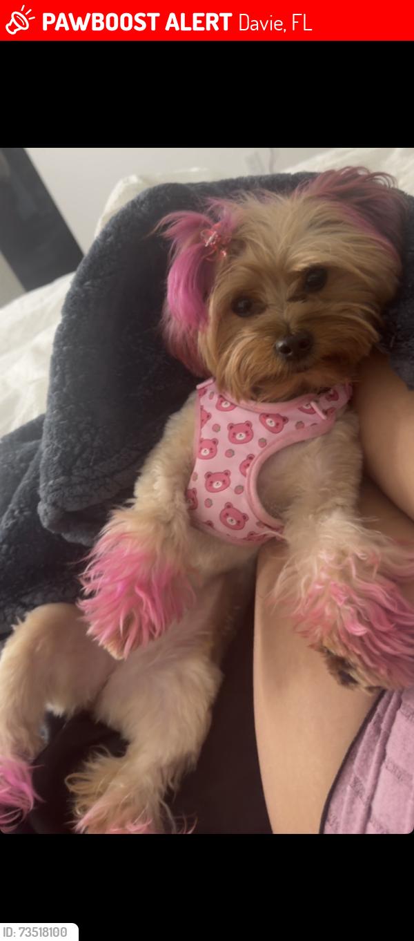 Lost Female Dog last seen Near Cameron Court, Davie, FL, USA, Davie, FL 33324