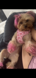 Lost Female Dog last seen Near Cameron Court, Davie, FL, USA, Davie, FL 33324