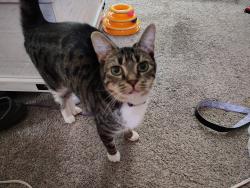Lost Female Cat last seen Clinton and Circle Drive off of Keny Rd, London, OH 43140