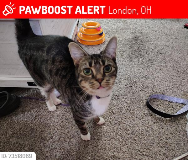 Lost Female Cat last seen Clinton and Circle Drive off of Keny Rd, London, OH 43140