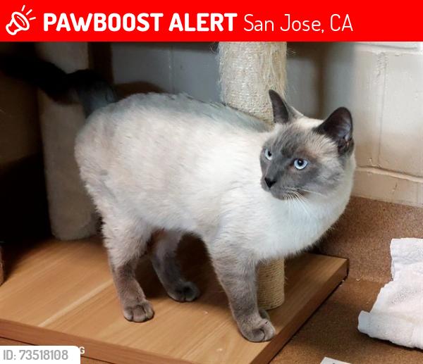 Lost Male Cat last seen Near Gazania Dr, San Jose, CA 95111