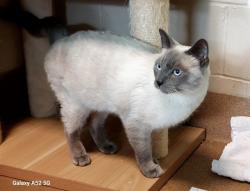 Lost Male Cat last seen Near Gazania Dr, San Jose, CA 95111