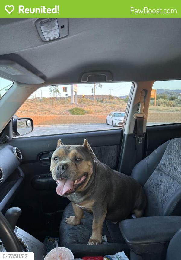 Reunited Male Dog last seen between 263rd and oasis, Piñon Hills, CA 92372