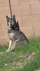 Reunited Female Dog last seen Near S Grandview Ave, Tempe, AZ 85282, USA, Tempe, AZ 85282