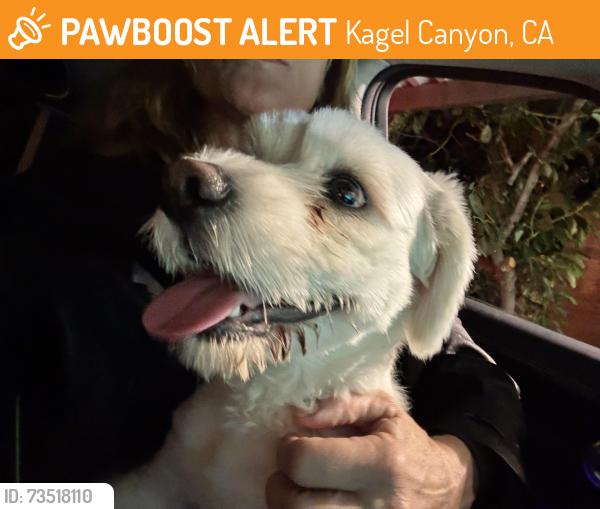 Found/Stray Unknown Dog last seen Kagel Canyon, Kagel Canyon, CA 91342