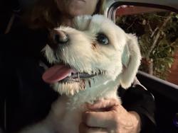Found/Stray Unknown Dog last seen Kagel Canyon, Kagel Canyon, CA 91342