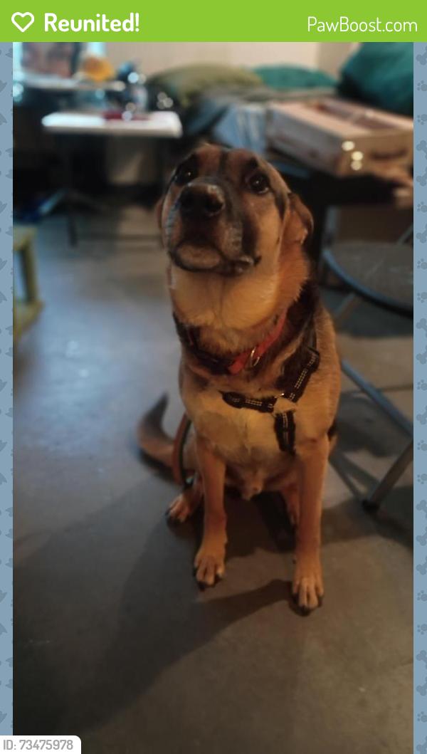 Reunited Male Dog last seen Mission, San Francisco, CA 94110