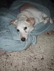 Reunited Unknown Dog last seen Near Parkside trailer park, Chandler, TX 75758