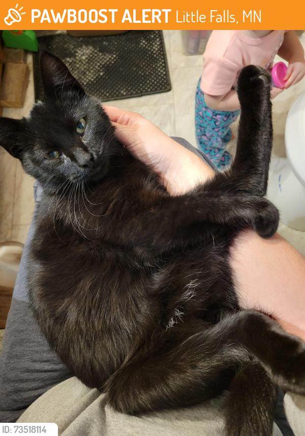 Found/Stray Male Cat last seen Near 8th St NW, Little Falls, MN 56345