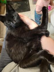 Found/Stray Male Cat last seen Near 8th St NW, Little Falls, MN 56345