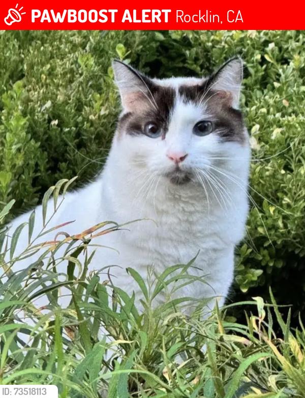 Lost Male Cat last seen Wyckford Blvd / Mountaingate Dr, Rocklin, CA 95765