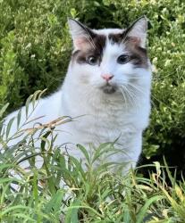 Lost Male Cat last seen Wyckford Blvd / Mountaingate Dr, Rocklin, CA 95765