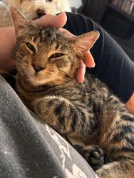 Found/Stray Male Cat last seen Shields and Fruit, Fresno, CA, Fresno, CA 93705
