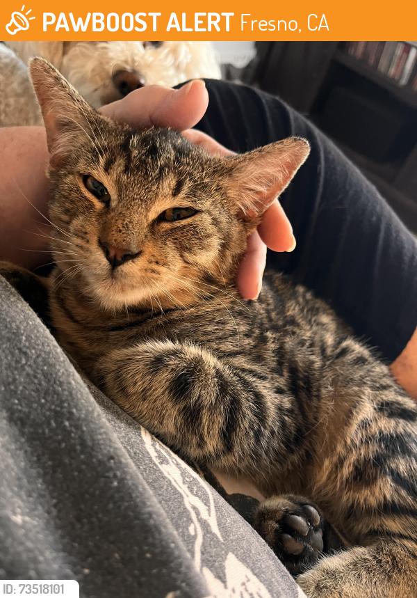 Found/Stray Male Cat last seen Shields and Fruit, Fresno, CA, Fresno, CA 93705