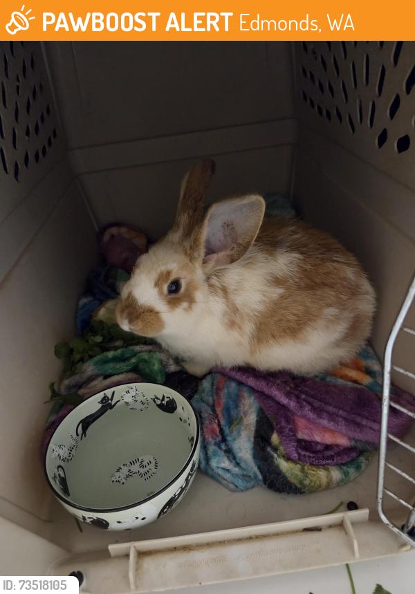 Found/Stray Unknown Rabbit last seen Swedish hosp Emergency Room Lower Parking Lot, Edmonds, WA 98026