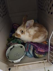 Found/Stray Unknown Rabbit last seen Swedish hosp Emergency Room Lower Parking Lot, Edmonds, WA 98026