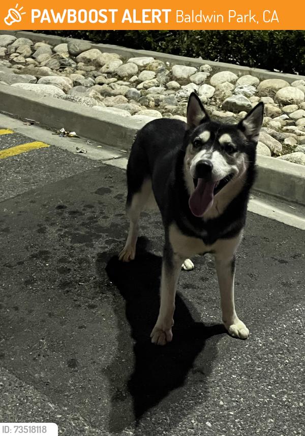 Found/Stray Unknown Dog last seen Walgreens on La Rica Ave & Ramona Blvd, Baldwin Park, CA 91706