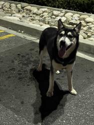 Found/Stray Unknown Dog last seen Walgreens on La Rica Ave & Ramona Blvd, Baldwin Park, CA 91706