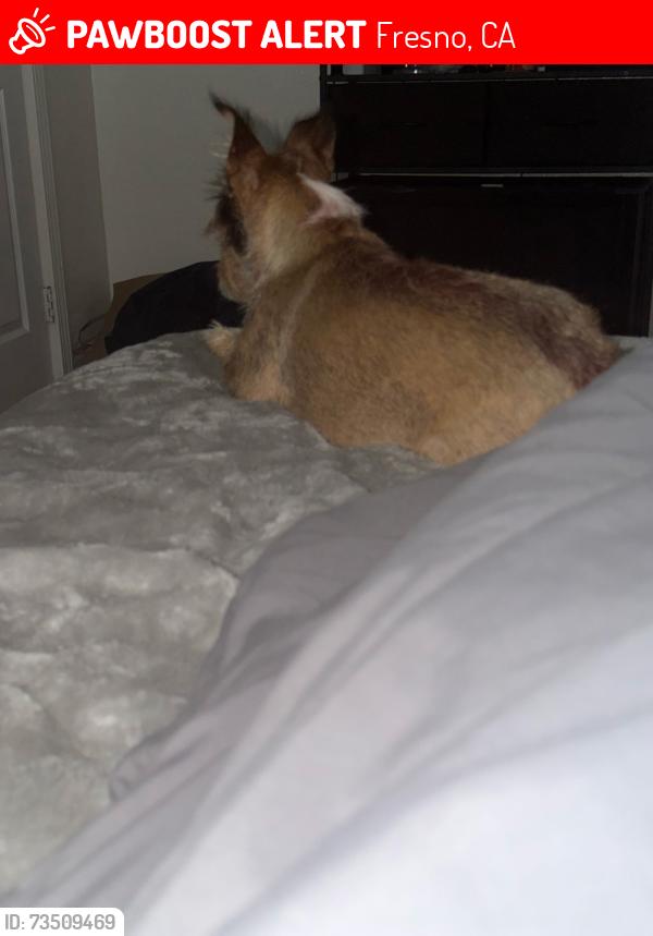 Lost Female Dog last seen Maple & McKinley, Fresno, CA 93703