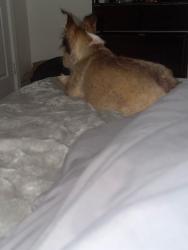 Lost Female Dog last seen Maple & McKinley, Fresno, CA 93703