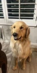 Lost Male Dog last seen Eastlake on Payton and Rojas, Horizon City, TX 79928