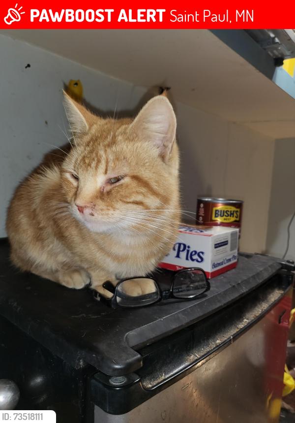 Lost Male Cat last seen Near Ottawa Ave, St Paul, MN 55118, Saint Paul, MN 55101