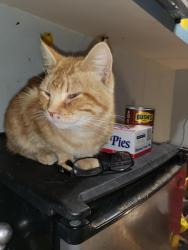 Lost Male Cat last seen Near Ottawa Ave, St Paul, MN 55118, Saint Paul, MN 55101